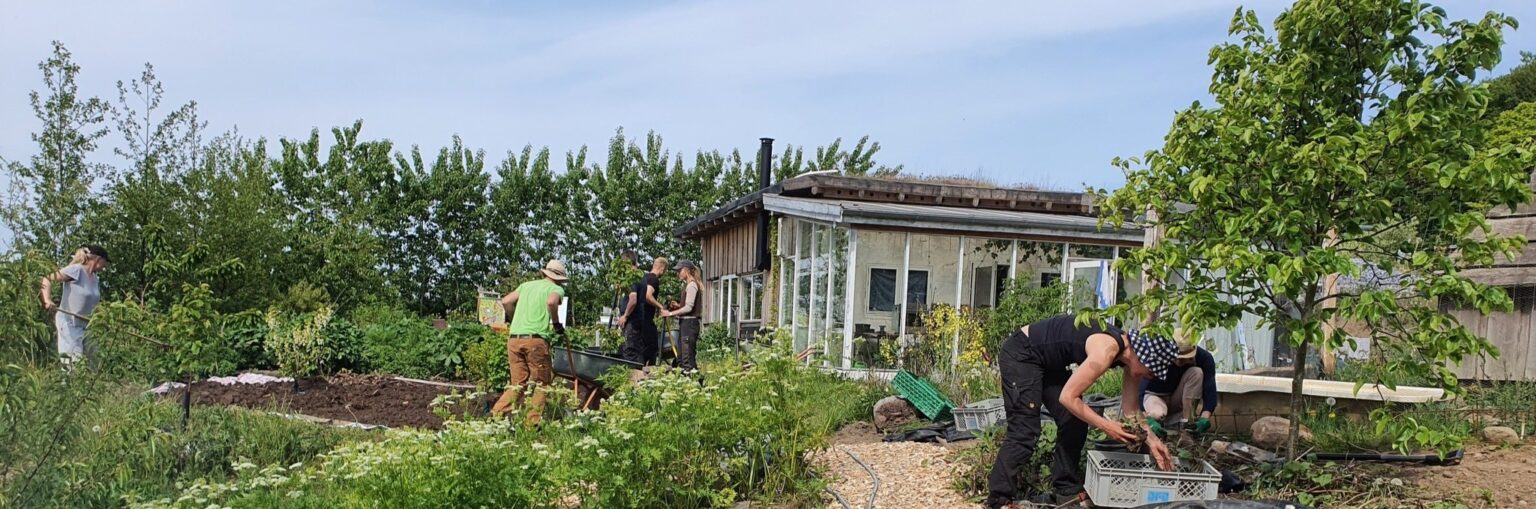 Skovvirke-meget-lang-1536x509.jpg